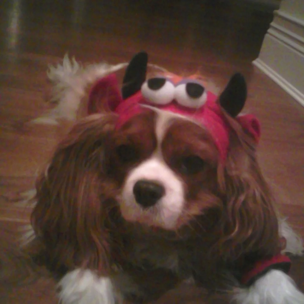 Red and Black Dog Monster Halloween Hat and 2 Mitten Bands for front feet